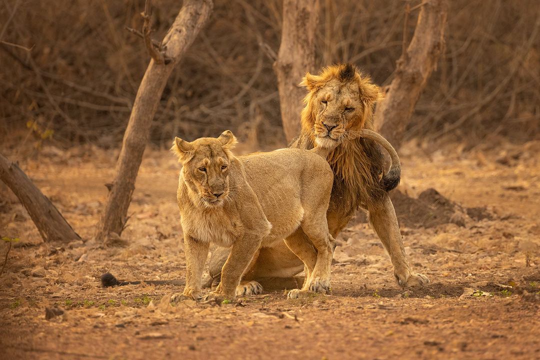 Asiatic Lion pair. This asiatic lioness was ready to mate but her partner was much more interested in sleeping. Eventually it caused brief but vicious fight that left the male with a bloody nose. Gir National Park, Gujarat.