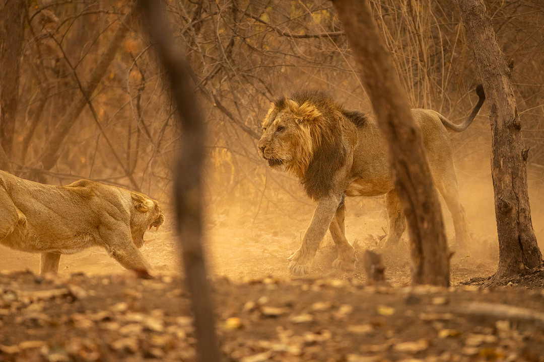 Fighting Asiatic Lions. This asiatic lioness was ready to mate but her partner was much more interested in sleeping. Eventually it caused brief but vicious fight that left the male with a bloody nose. Gir National Park, Gujarat.