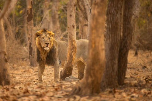 Bloody Male Asiatic Lion. Male asiatic lion with a bloody nose due to a brief but vicious fight with a lioness. Gir National Park, Gujarat.