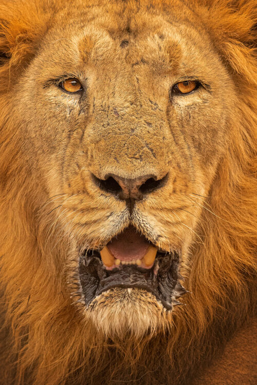 Asiatic Lion Portrait. Head on portrait of an impressive male lion. Gir National Park, Gujarat, India.