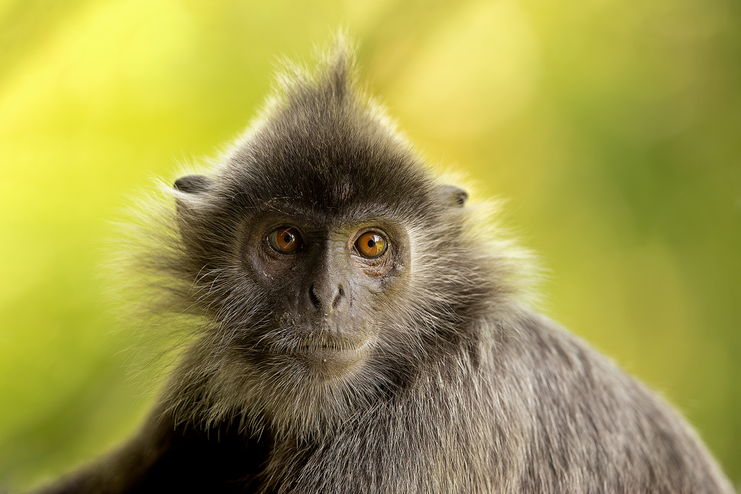 Silvered leaf monkey portrait. Portrait of a Silvered leaf monkey against a sunny mangrove forest backdrop in B