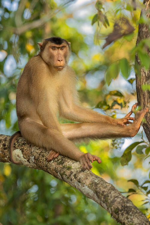 Southern pig-tailed macaque portrait. A sunda pig tailed macaque relaxes in the afternoon heat on a low branch overhanging the river. Kinabatangan river, Borneo.