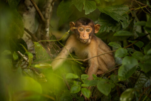 Baby Southern pig-tailed macaque. A baby sunda pig tailed macaque feeding on fruits against a green jungle background. Kinabatangan river, Borneo.