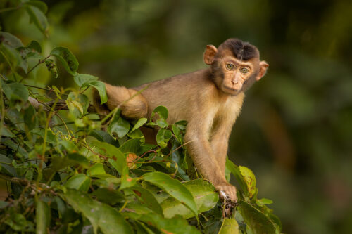 Portrait of a young Southern pig-tailed macaque against a green jungle background.Kinabatangan river, Borneo.