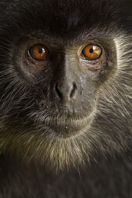 Silvered leaf monkey portrait. head on portrait of a Silvered leaf monkey. Borneo.