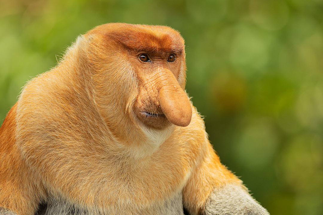The biggest nose in Borneo. Portrait of a big male proboscis monkey against a green jungle background. Borneo.
