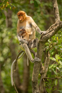 Proboscis monkey mother and baby. A female proboscis monkey with her tiny baby sitting on a tree at the edge of the mangroves. Borneo.