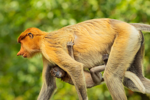 Proboscis monkey mother and baby. A female proboscis monkey walking along a tree trunk with her tiny baby clutching onto her underside. Borneo.