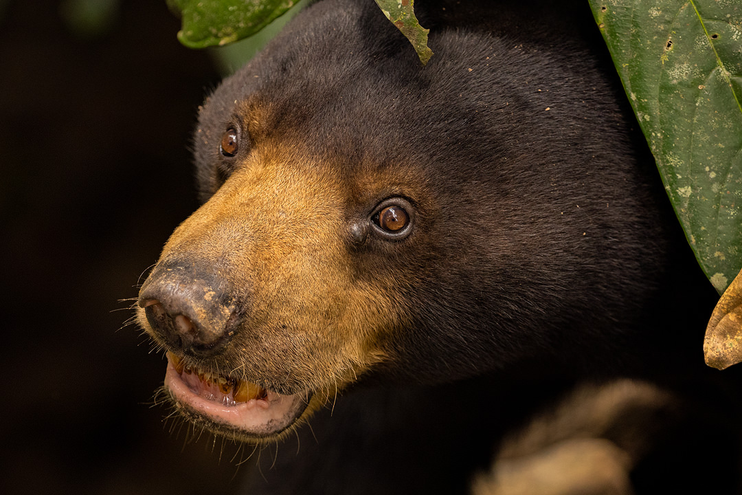 Portrait of a sun bear, the world's smallest species of bear. Borneo, South East Asia.