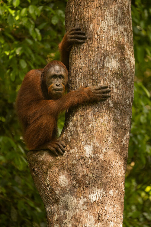 Young male Orangutan. Wild orangutan blowing a raspberry at us from high up in the trees. Borneo. The Malay word 'Orangutan' means "person of the forest". We share 97% of our DNA with orangutans, making them one of our closest living genetic relatives!