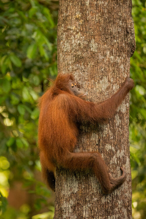 Climbing Orangutan. Young wild orangutan climbing down a thick tree trunk. Borneo. The Malay word 'Orangutan' means "person of the forest". We share 97% of our DNA with orangutans, making them one of our closest living genetic relatives!