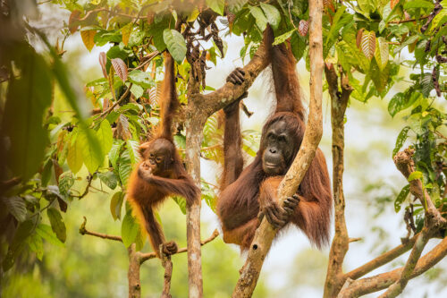 Orangutan family. Wild orangutan mother and baby high up in the tree canopy. Borneo. The Malay word 'Orangutan' means "person of the forest". We share 97% of our DNA with orangutans, making them one of our closest living genetic relatives!