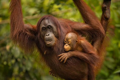 Wild Orangutan mother and baby, Borneo. The Malay word 'Orangutan' means "person of the forest". We share 97% of our DNA with orangutans, making them one of our closest living genetic relatives!