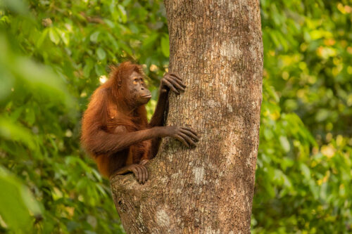 Young orangutan pausing to contemplate on a knot thick tree trunk. Borneo. The Malay word 'Orangutan' means "person of the forest". We share 97% of our DNA with orangutans, making them one of our closest living genetic relatives!