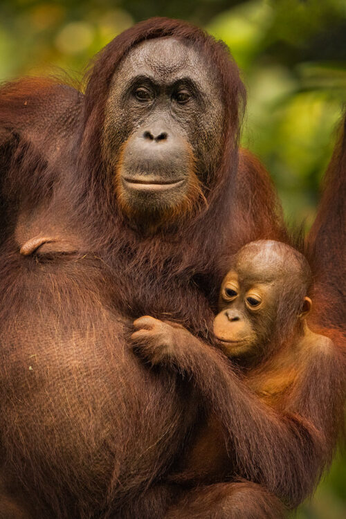 Wild Orangutan mother and baby, Borneo. The Malay word 'Orangutan' means "person of the forest". We share 97% of our DNA with orangutans, making them one of our closest living genetic relatives!