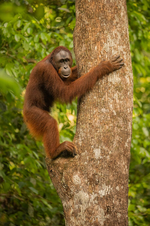 Climbing Orangutan. Young orangutan climbing down a thick tree trunk. Borneo. The Malay word 'Orangutan' means "person of the forest". We share 97% of our DNA with orangutans, making them one of our closest living genetic relatives!