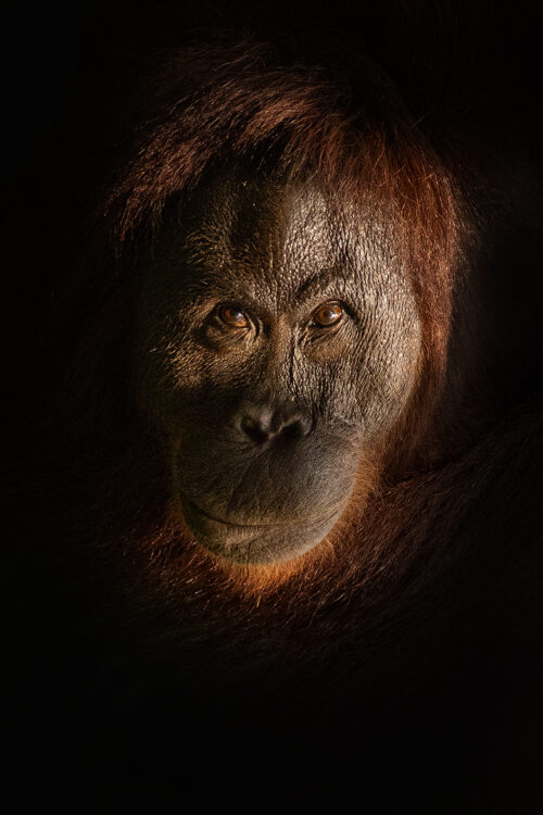 Orangutan Portrait. High contrast portrait of an adult female orangutan. Borneo. The Malay word 'Orangutan' means "person of the forest". We share 97% of our DNA with orangutans, making them one of our closest living genetic relatives!