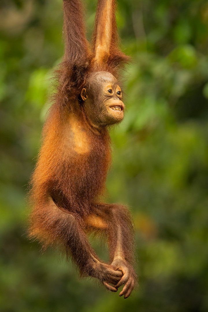 Baby Orangutan playing on jungle the vines dangling from the dense tree canopy. Borneo. The Malay word 'Orangutan' means "person of the forest". We share 97% of our DNA with orangutans, making them one of our closest living genetic relatives!