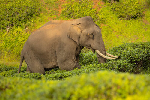 Elephant bull in tea plantation. A big asian elephant tusker crossing a lush green tea plantation, Western ghats, India.  In regions like Assam, Kerala, and West Bengal, where tea estates flourish, Asian elephants roam within and around these verdant plantations. Their presence symbolizes the coexistence of nature and agriculture, yet their interactions with the tea estates present both challenges and opportunities. The elephants' movement across tea plantations often stems from their historical migratory paths, seeking food, water, and passage between forested areas. Unfortunately, this journey sometimes leads to conflicts with humans, as their foraging habits occasionally result in crop damage.