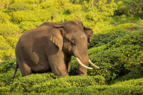 Elephant bull in tea plantation. A big asian elephant tusker crossing a lush green tea plantation, Western ghats, India.  In regions like Assam, Kerala, and West Bengal, where tea estates flourish, Asian elephants roam within and around these verdant plantations. Their presence symbolizes the coexistence of nature and agriculture, yet their interactions with the tea estates present both challenges and opportunities.