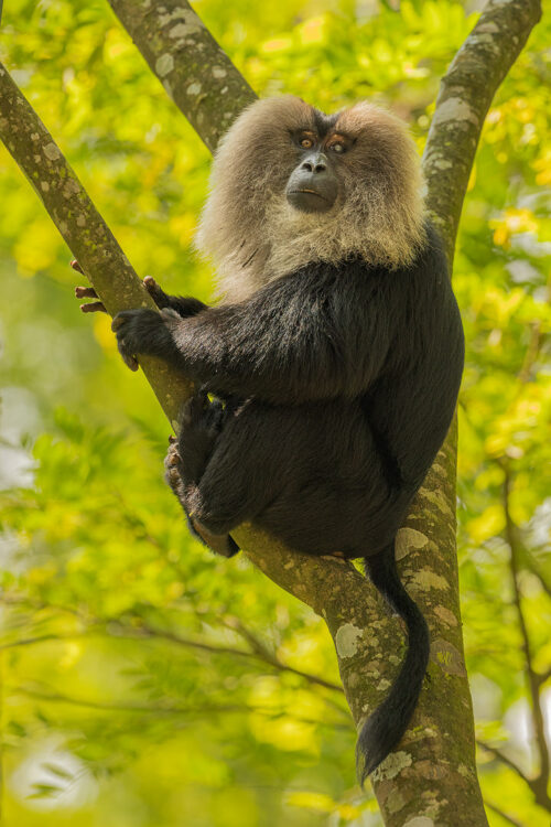 Dominant male Lion-tailed macaque. A huge battle scarred male lion-tailed macaque. Valparai, Western Ghats, India.