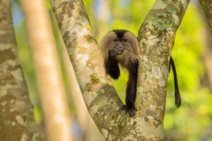 A playful young lion-tailed macaque looks towards the camera whilst chewing on a stick. Valparai, Western Ghats, India.