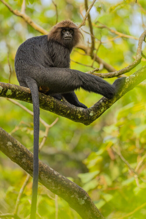 Nilgiri Langur Portrait. Portrait of a nilgiri langur watching me carefully from the rainforest canopy. Valparai, Western Ghats, India.