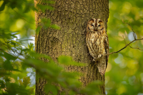 Portrait of a Tawny Owl perched in daylight. Sheffield, UK.