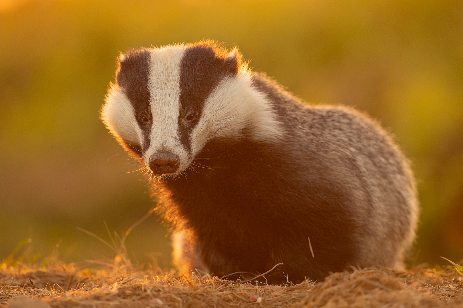 Backlit male badger. An adult male badger backlit by golden sunset light. Peak District National Park.
