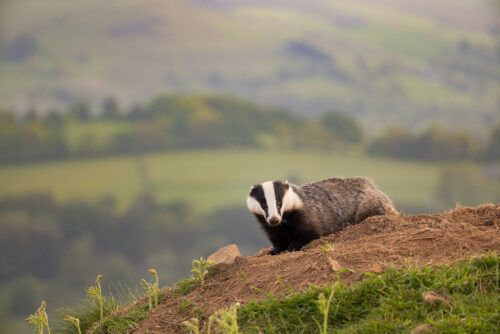 Moorland badger habitat. An adult male badger stands on a spoil heap on the crest of a hill with a lush valley beyond. Peak District National Park.