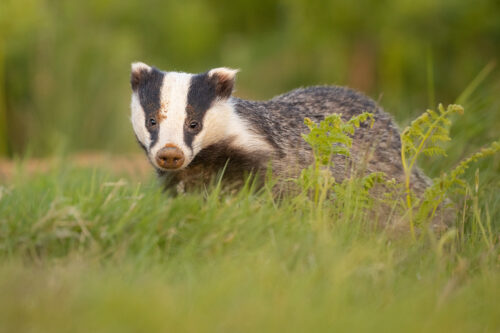 Female badger, peak district. An adult female badger surrounded by liush green bracken and grasses. Peak District National Park.