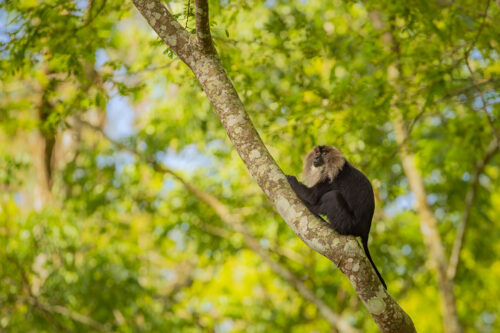 Lion-tailed macaque in forest canopy. Valparai, Western Ghats, India.