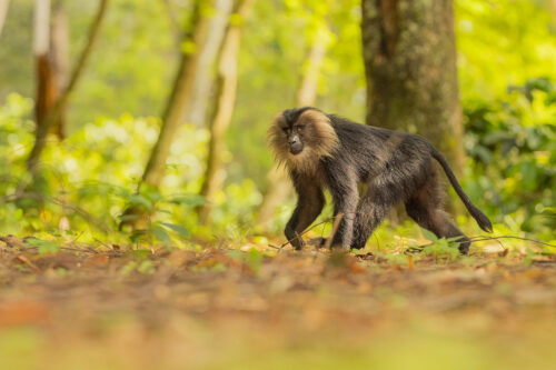 Lion-tailed macaque on forest floor. Valparai, Western Ghats, India.