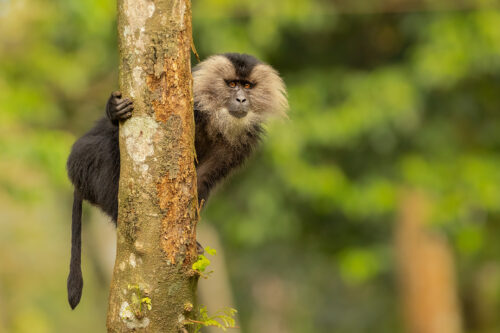 Lion-tailed macaque tail. A young lion-tailed macaque looks towards to camera, showing distinctive tail that gives them their common name. Valparai, Western Ghats, India.