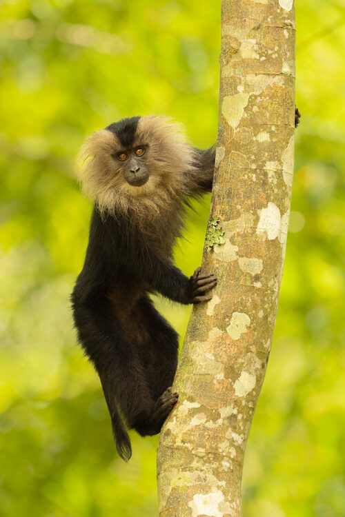 Cheeky young Lion-tailed macaque. Portrait of a cheeky young lion-tailed macaque against an out of focus forest background. Valparai, Western Ghats, India.