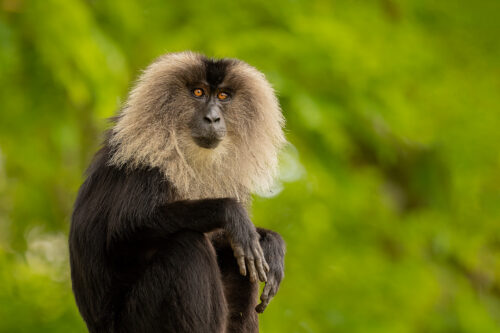 Lion-tailed macaque portrait. Portrait of a distinctive lion-tailed macaque against an out of focus forest background. Valparai, Western Ghats, India.