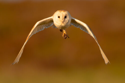 Barn Owl with prey in talons. Head on portrait of a beautiful barn owl photographed mid flight with a freshly caught vole in his sharp talons. Derbyshire, Peak District National Park, UK.  