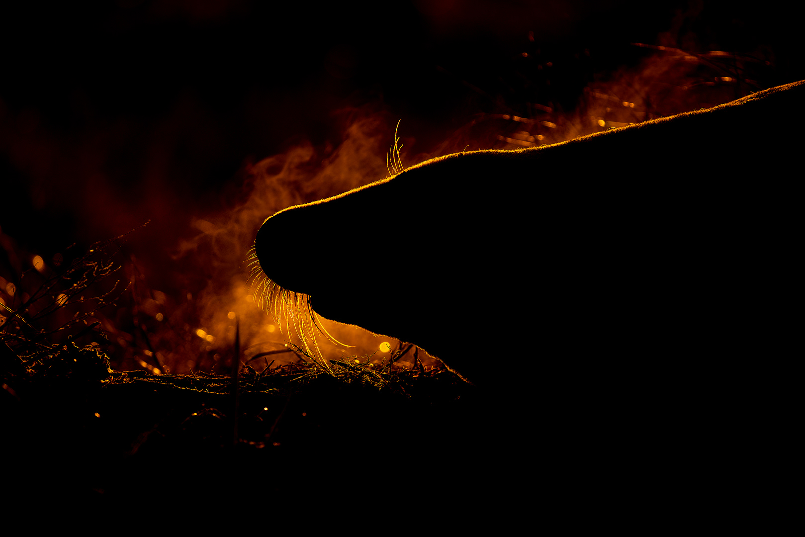 Grey Seal backlit breath. Adult grey seal backlit by golden sunset light illuminating their frozen breath.