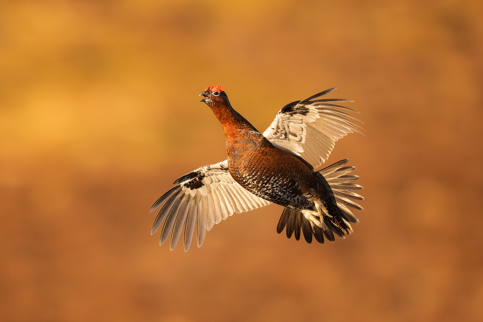 Red Grouse display flight. Action shot of a male red grouse mid display flight, Derbyshire, Peak District National Park