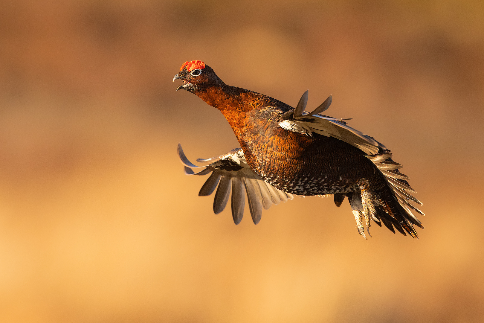 Male red grouse in flight. Male grouse in flight over moorland habitat with golden evening sunshine. Derbyshire, Peak District National Park.