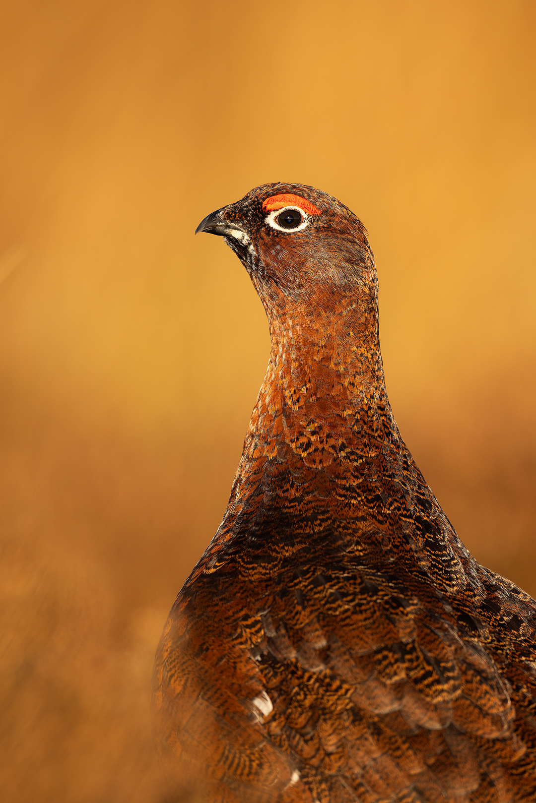 Red Grouse Portrait III. Close up portrait of a male red grouse in golden evening light, Derbyshire, Peak District National Park.