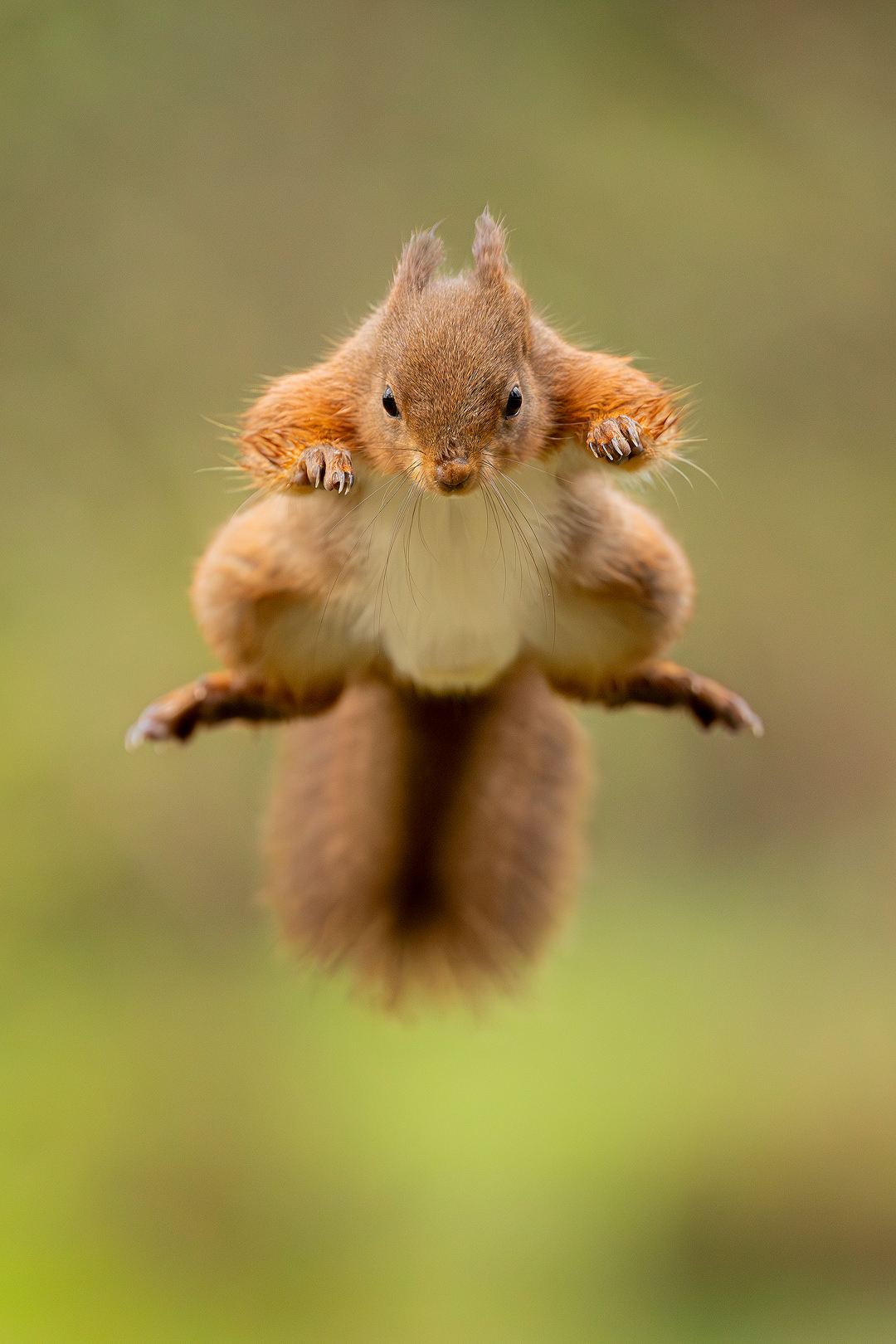 Flying Red Squirrel superman. Head on portrait of red squirrel leaping towards the camera in woodland habitat. Yorkshire Dales, UK.