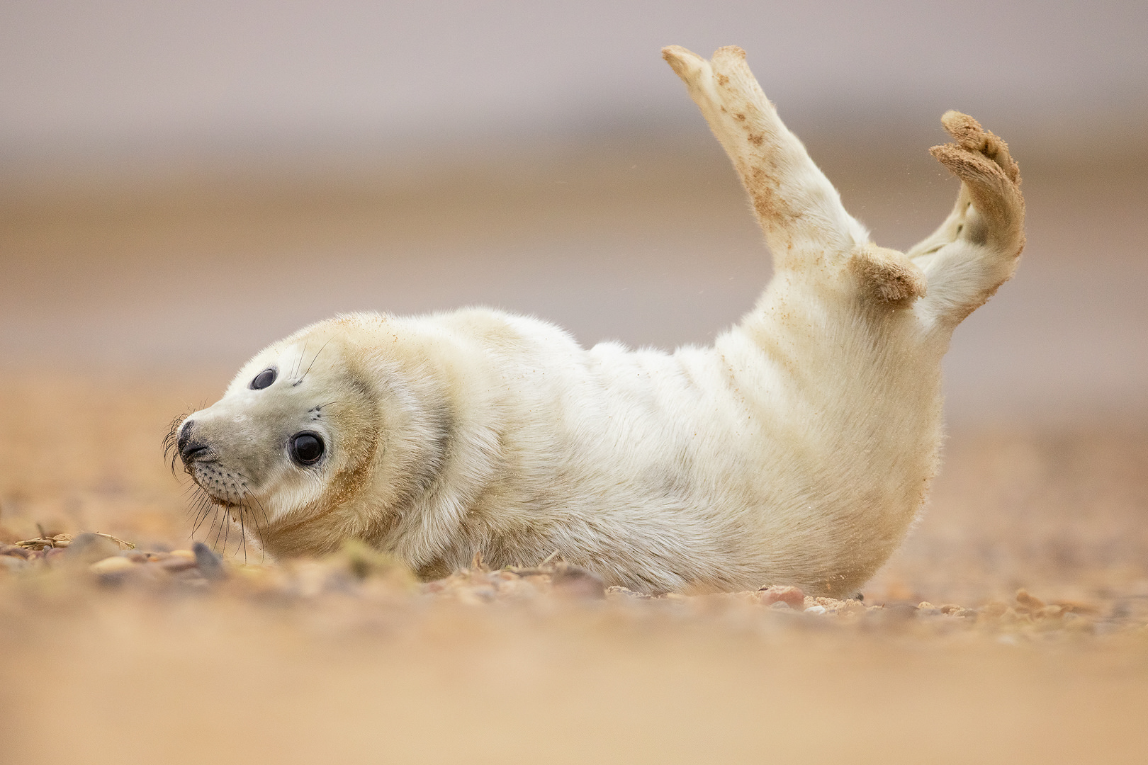 Wriggling grey seal pup. A fluffy white grey seal pup relaxes on the sandy beach.