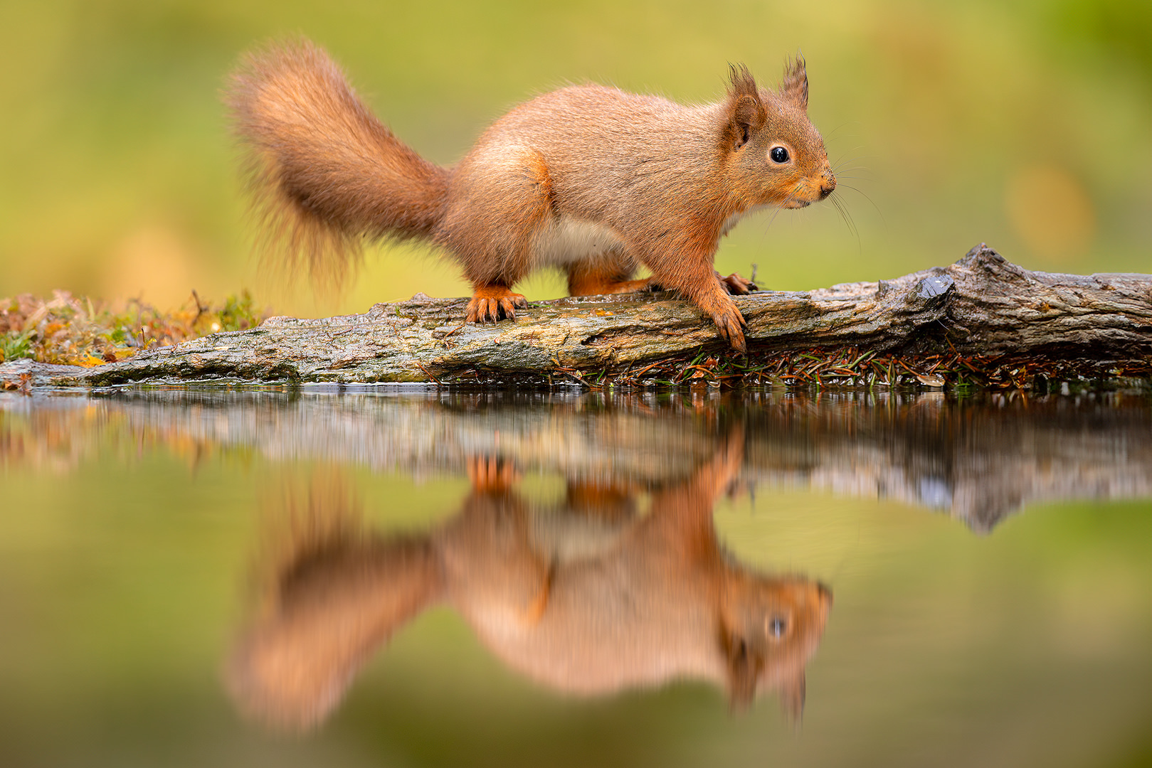 Red Squirrel reflection. Red squirrel reflected in isolated woodland pool. Yorkshire Dales, UK.