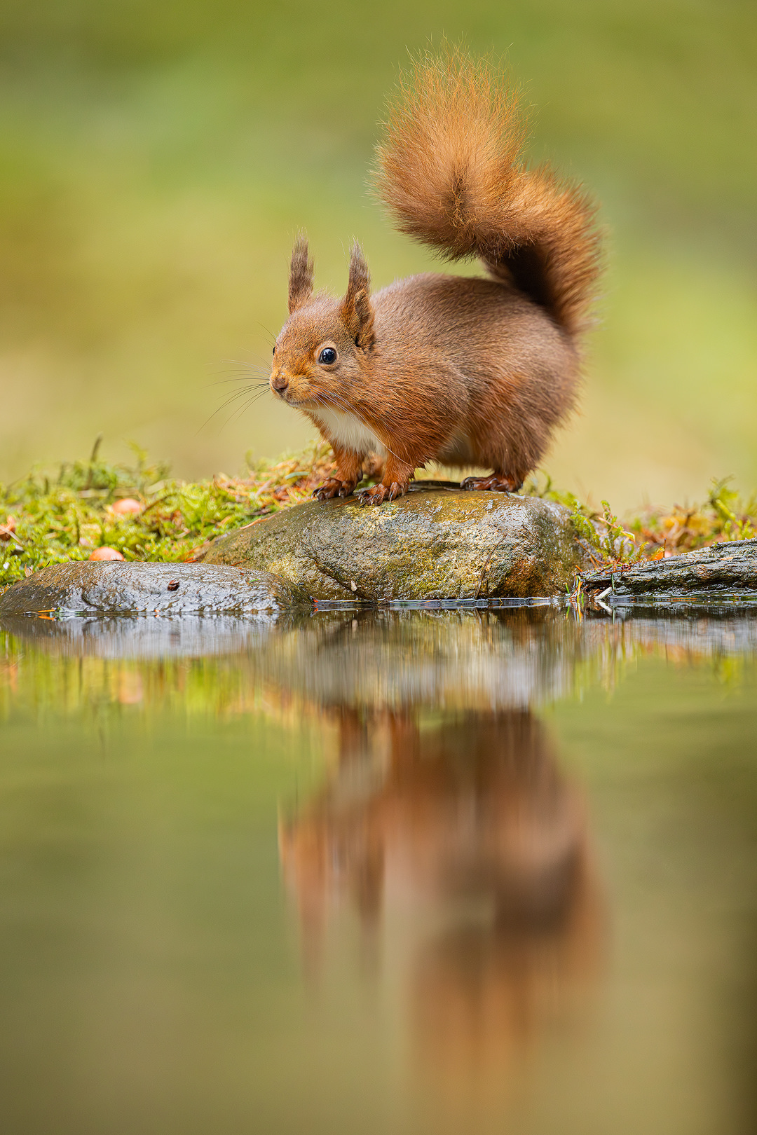 Red squirrel poses next to an isolated woodland pool with beautiful surface reflections. Yorkshire Dales, UK.