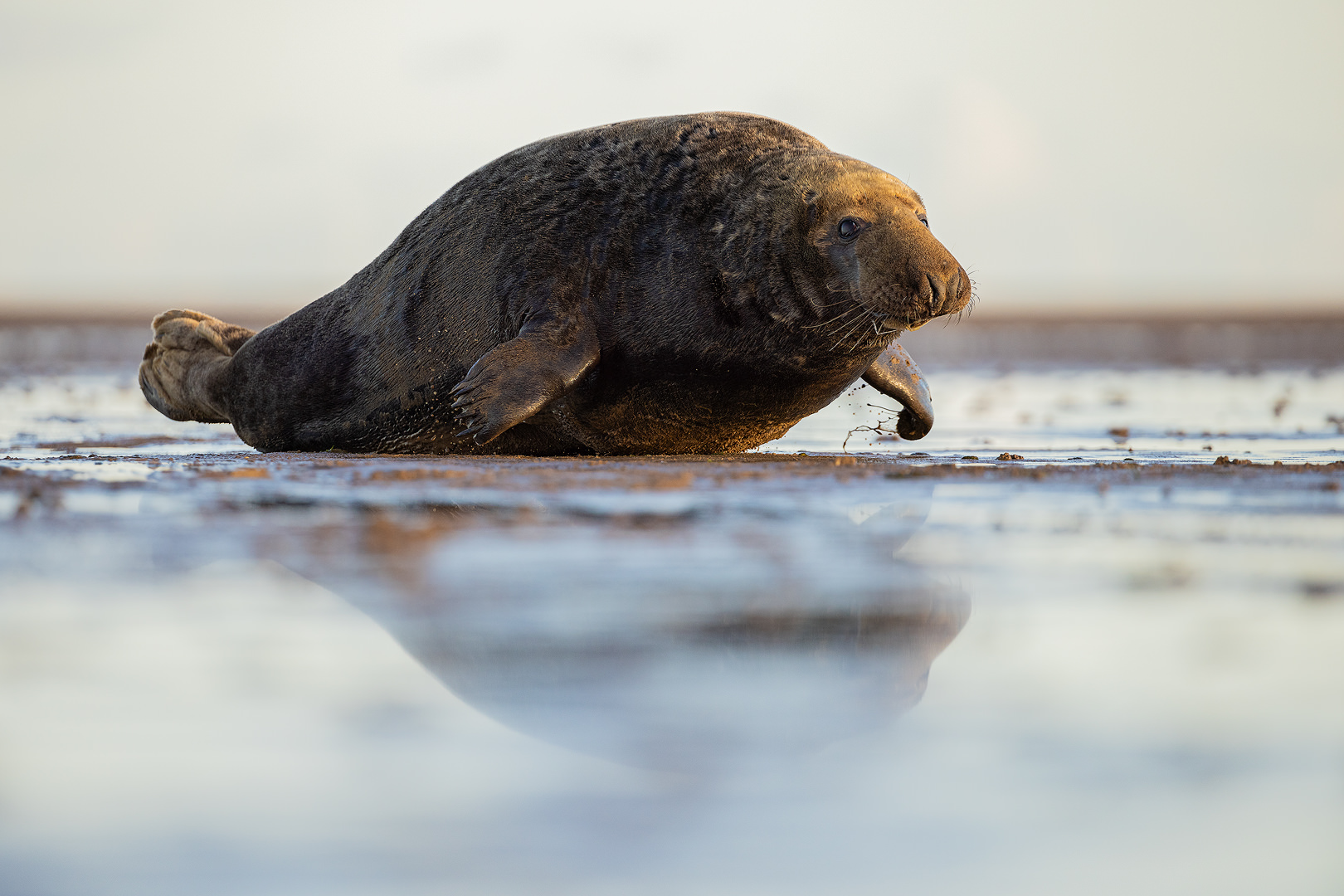 An adult male grey seal splashing his way across the sand flats with reflection in the water.