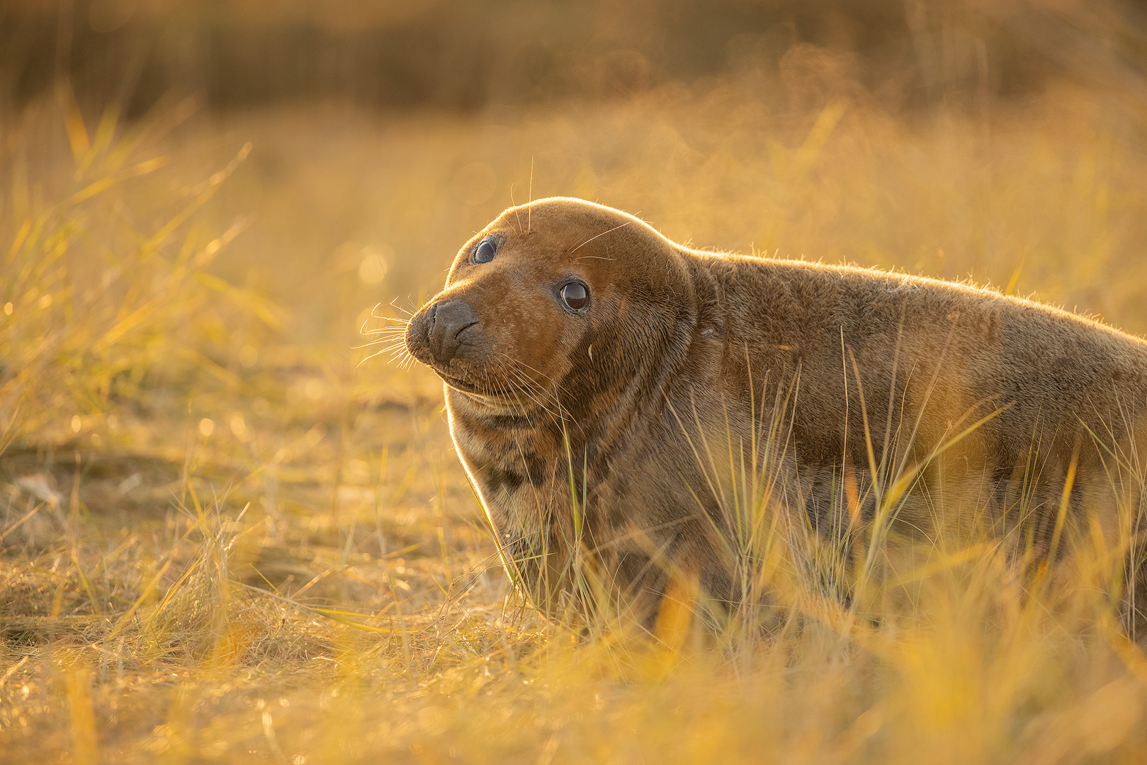 An adult female grey seal steaming in the cold winter air with golden backlighting. 